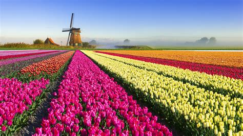 Tulip Mania .